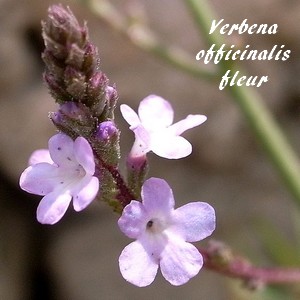 Verveine officinale à feuillage pourpre - Verbena officinalis