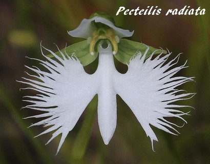 Faune et Flore insolite  - Page 2 Pecteilis_radiata